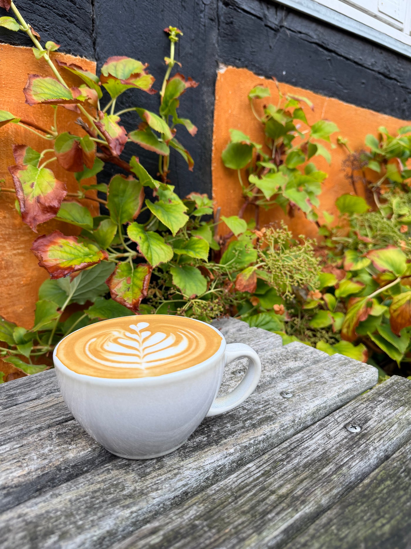 Cappuccino med latte art på gammelt træbord i baggården hos Bills Coffee